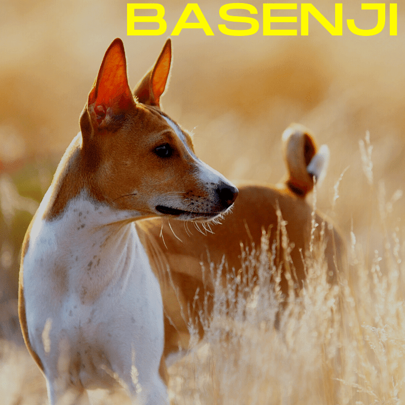 Basenjis dog breed