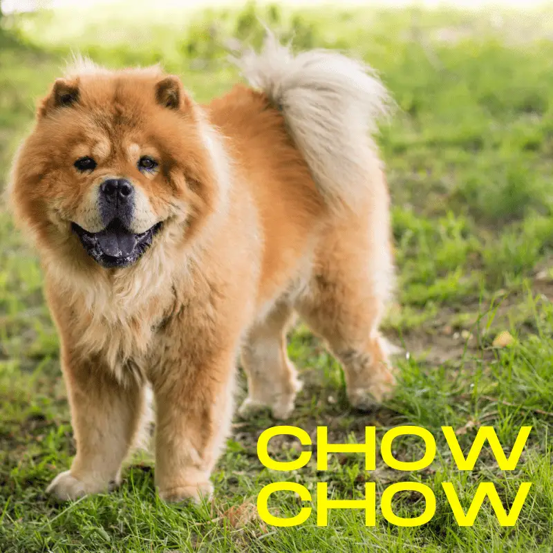 Chow Chow dog breed