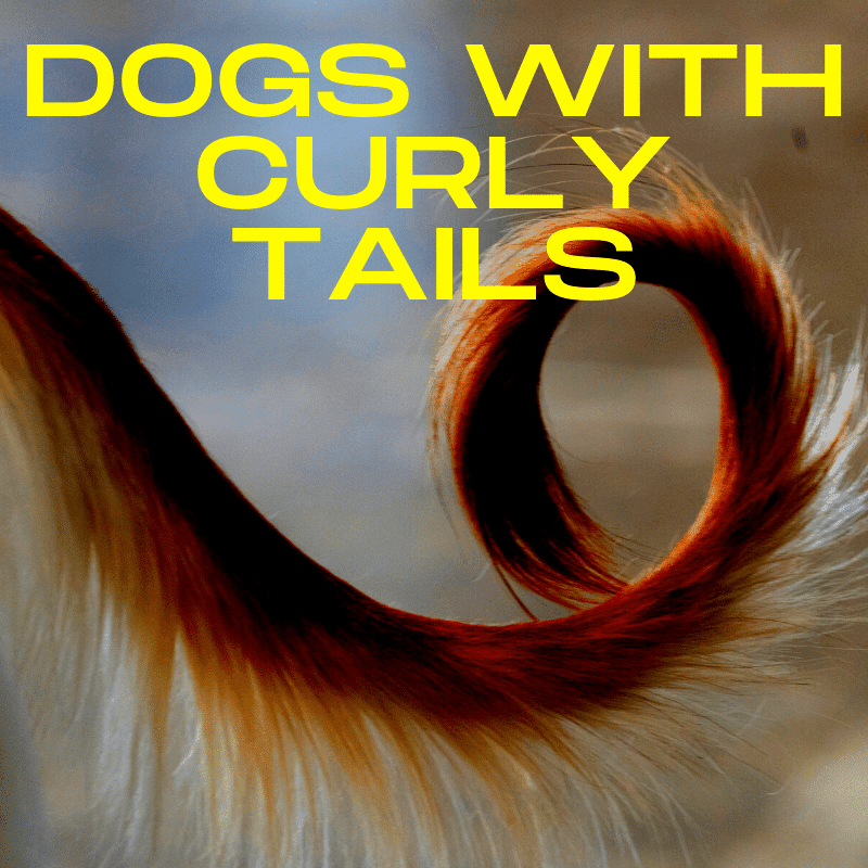 Dog Breeds With Curly Tails