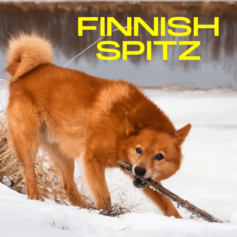 Finnish Spitz Dog Breed