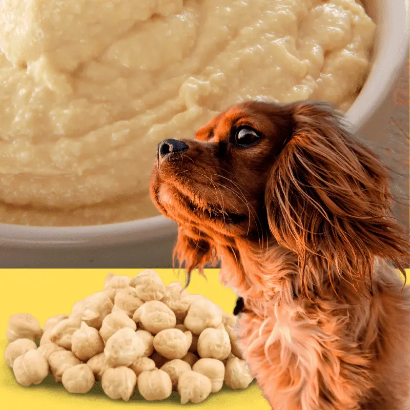 Hummus, chickpeas, and a dog