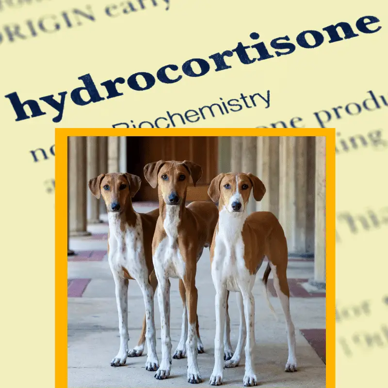 Hydrocortisone text and dogs