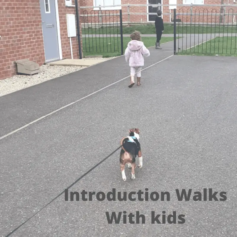 Two small kids walking with Jack Russell Terrier
