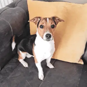 Jack Russell Terrier dog sitting on grey sofa with yellow pillow
