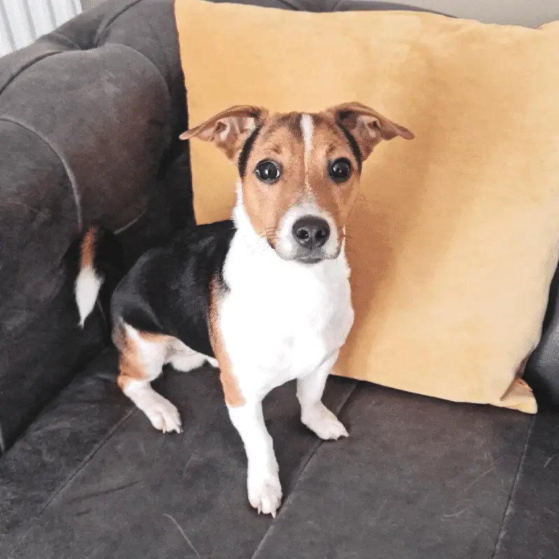 Jack Russell Terrier dog sitting on grey sofa with yellow pillow