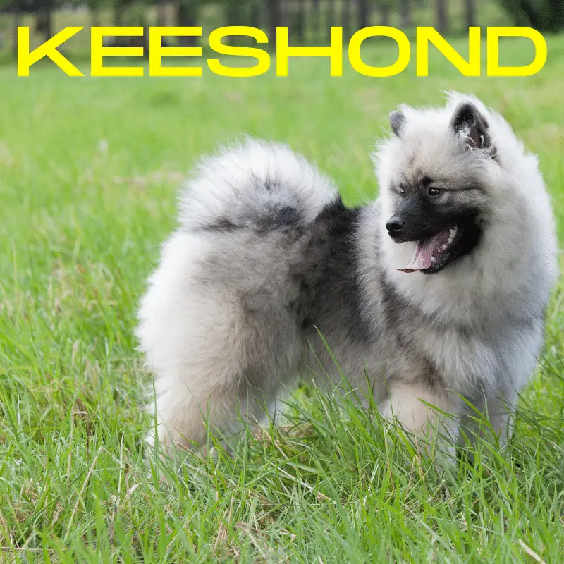 Keeshond Dog Breed