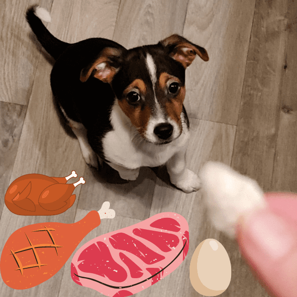 My dog with graphics of eggs, chicken, turkey, beef steak and being hand fed a bit of chicken