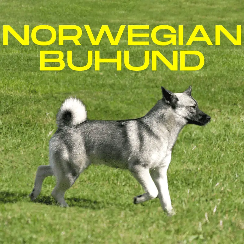 Norwegian Buhund dog breed