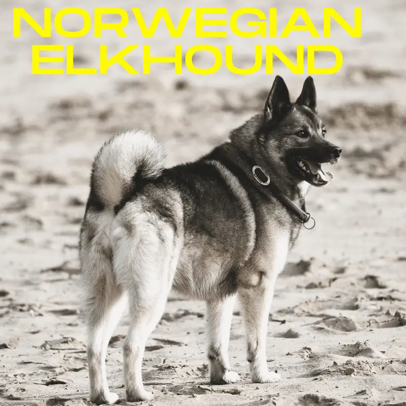 Norwegian Elkhound Dog Breed
