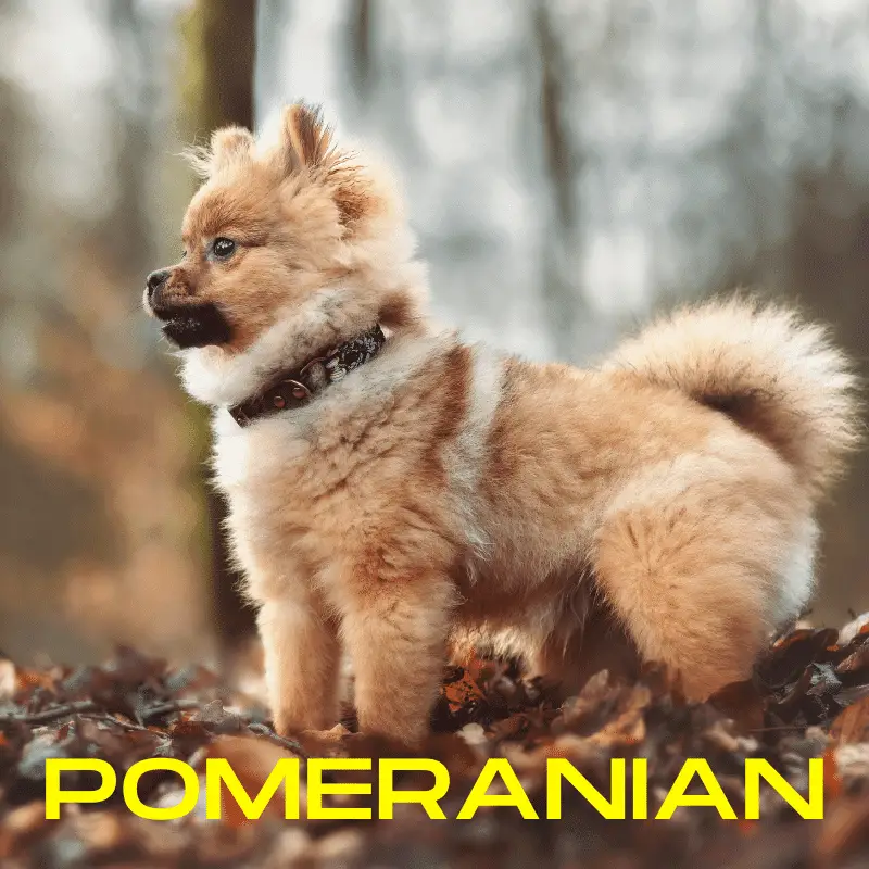 Pomeranian Dog Breed