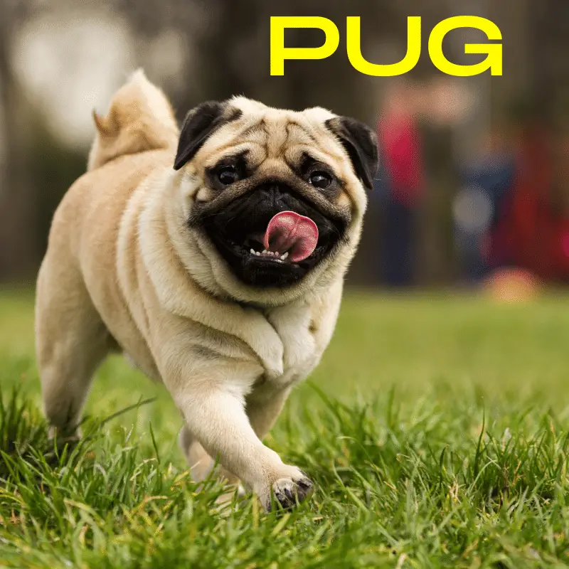 Pug Dog Breed