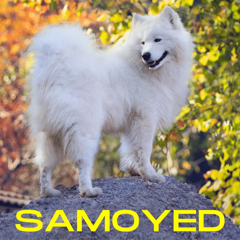 Samoyed Dog Breed