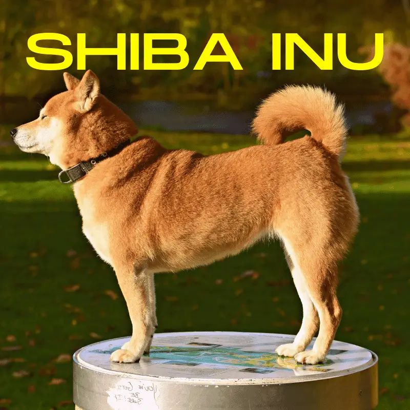 Shiba Inu