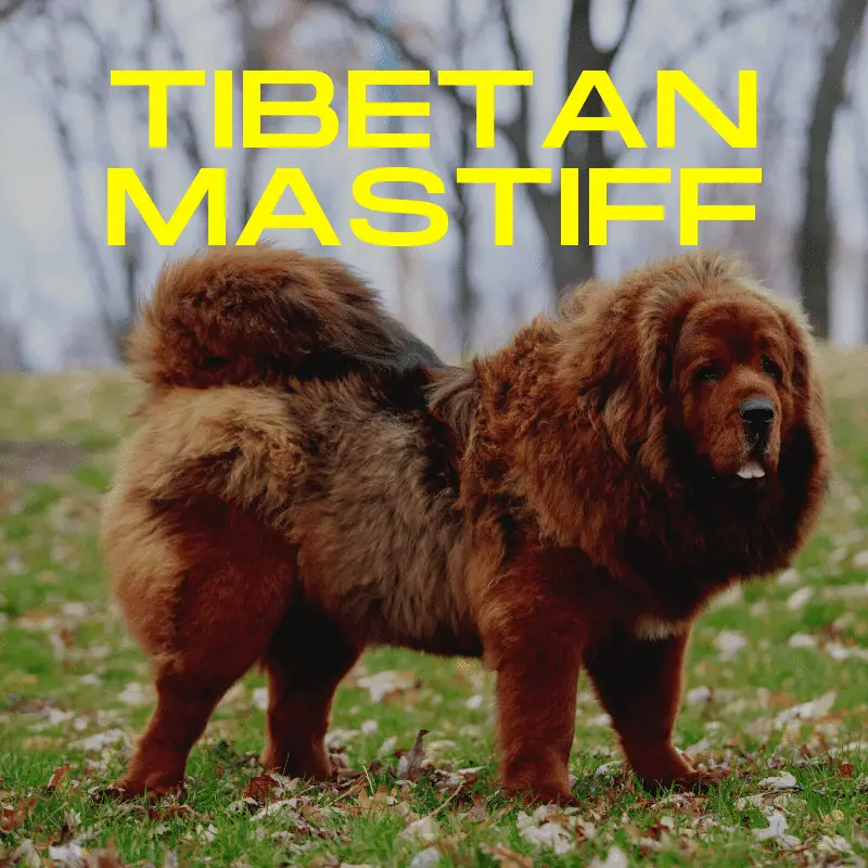 Tibetan Mastiff Dog Breed