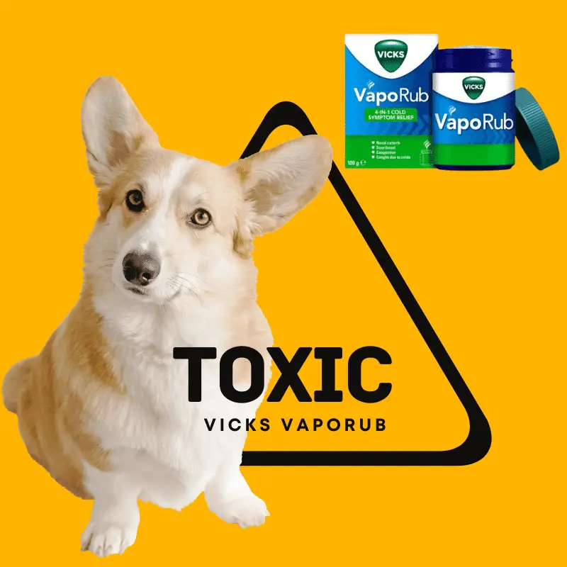VICKS VAPORUB toxic to a dog dog and warning, pot of Vicks VapoRub
