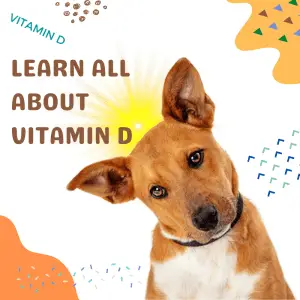 Text: Vitamin D and a dog