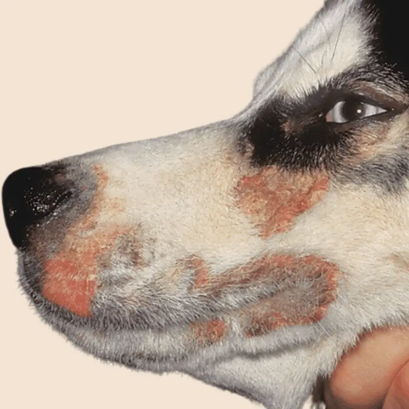 Zinc Responsive Dermatosis around mouth, eyes and nose of a dog