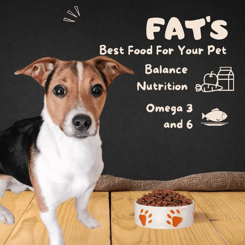 dog and omega 3 and 6 text balance and nutrition text