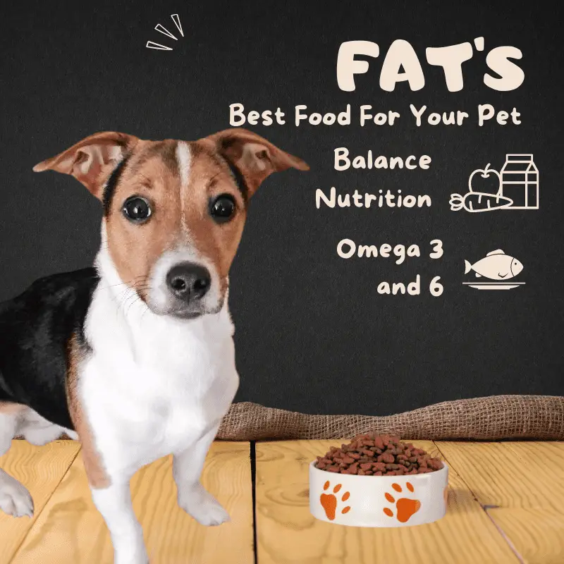 Why Do Dogs Need Fats In Their Diet Dog Friendly Scene