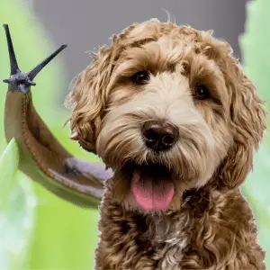 slug on a leaf and a dog with tongue out