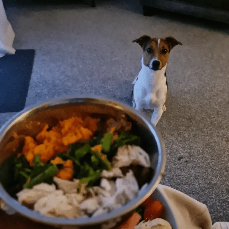 Homemade dog food and my dog in the background