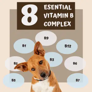 Naming of the 8 vitamin B complex vitamins and a dog