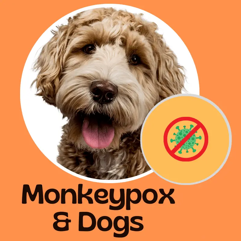 A dog and text: Monkeypox and dogs