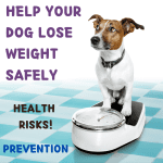 Obesity In Dogs Feature Image With Dog On Some Scales And Text 150x150 