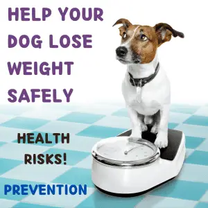 Obesity In dogs - feature image with dog on some scales and text