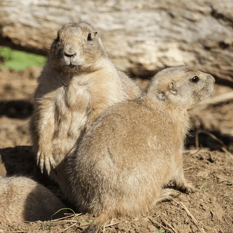 Prairie Dogs