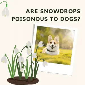 Snowdrop plant and a Dogs