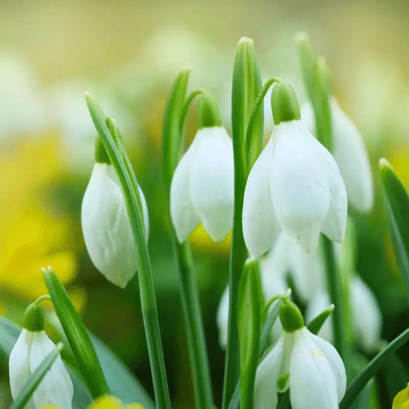 Close up of snowdrops