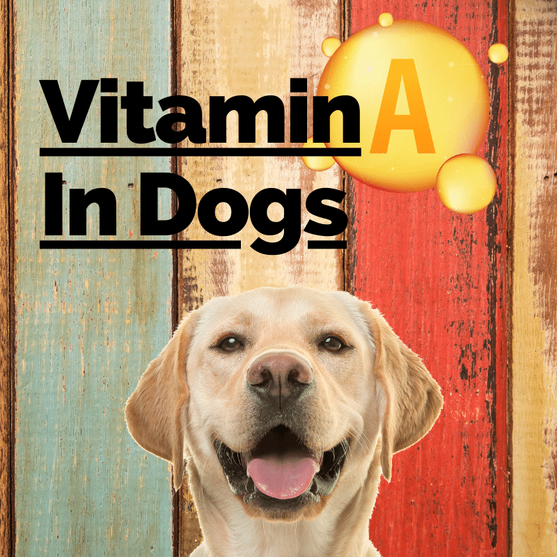 Dogs – Vitamin A (Benefits, Deficiency, Foods, Amount)