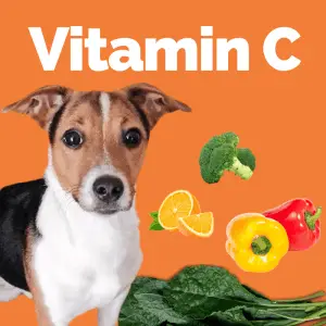 Vitamin C foods and a dogs