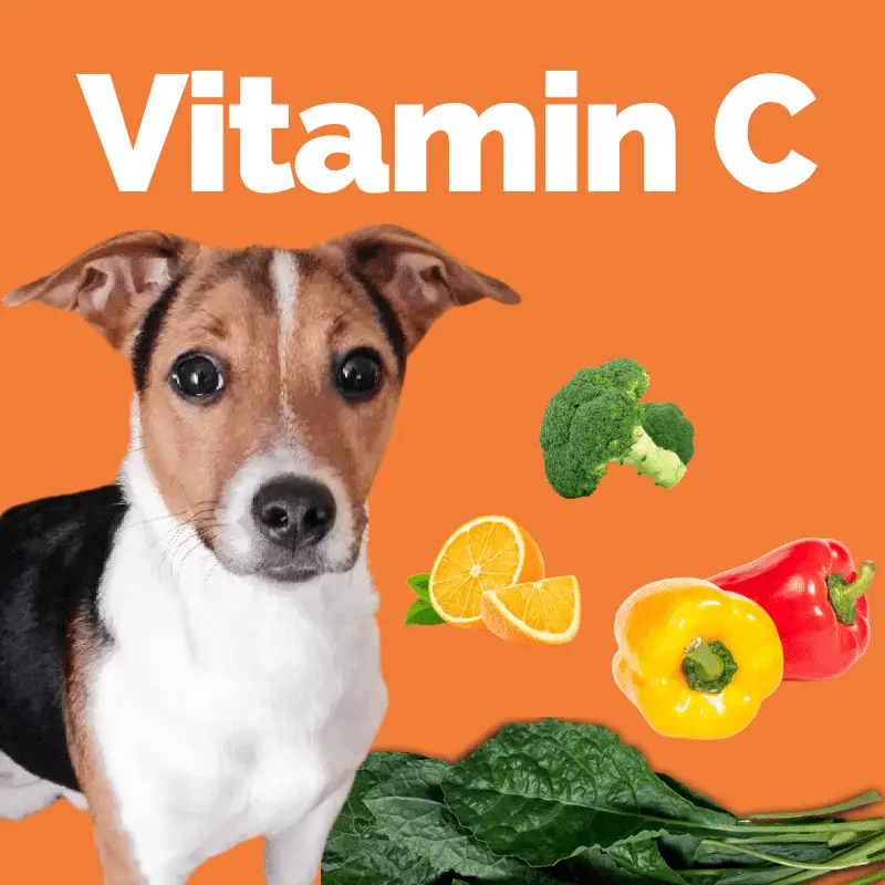 Dogs – Vitamin C (Benefits, Deficiency, Foods, Amount)