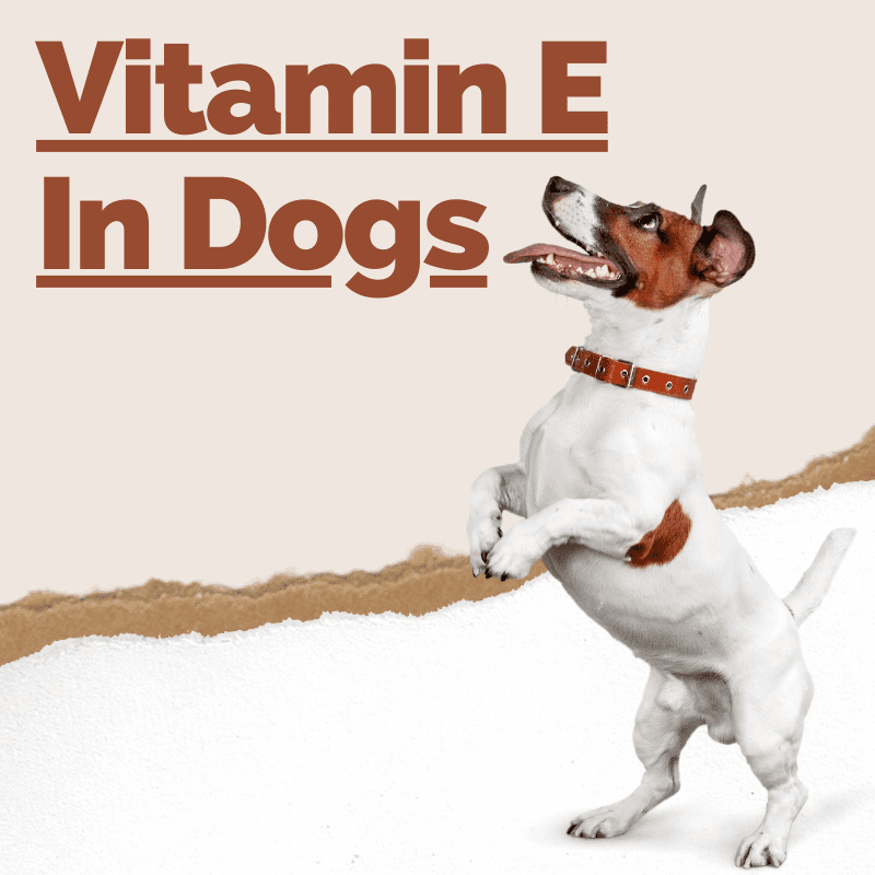 Vitamin E text and a dog