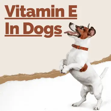 how much vitamin a does my dog need