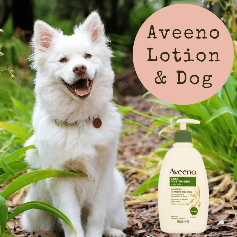 A bottle Aveeno Lotion and a Dog