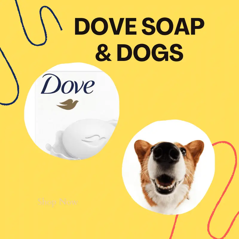 Dove soap and a dog