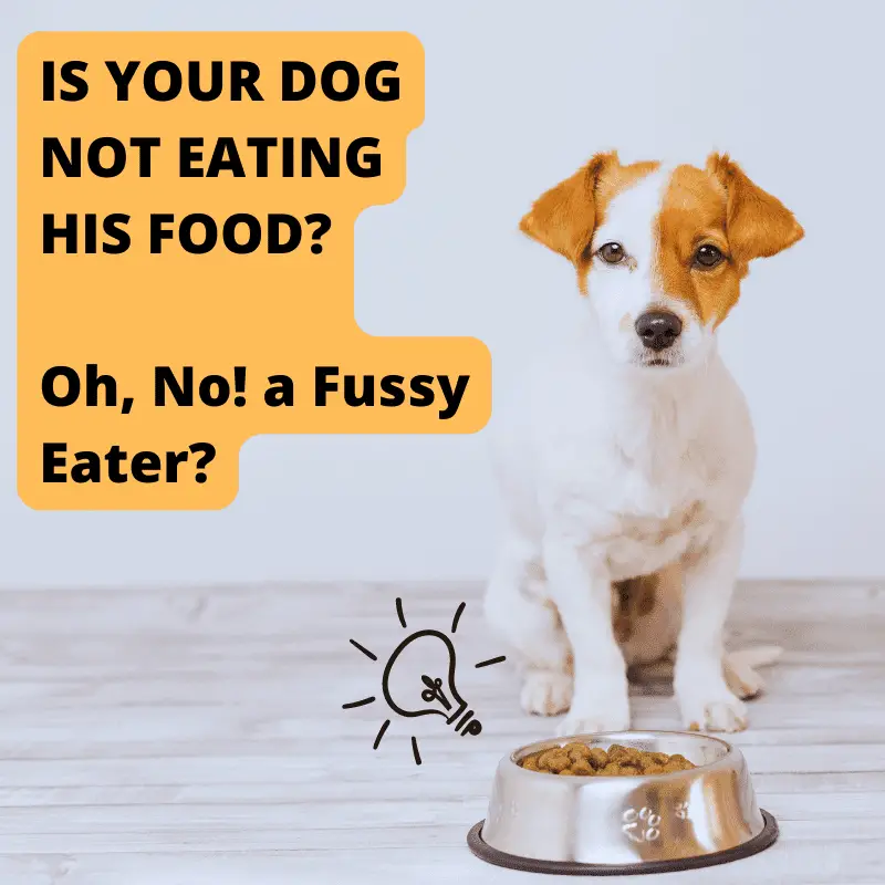 How to Encourage Your Dog to Enjoy Mealtime