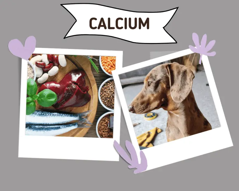 Calcium foods and a dog