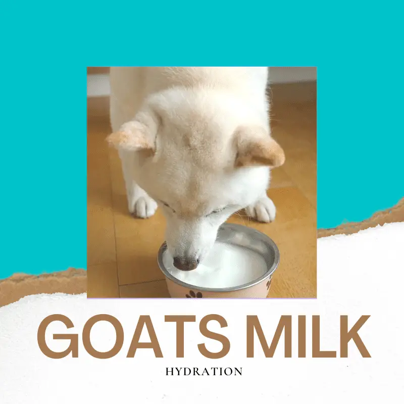 a dog drinking goat milk and text: Goats Milk