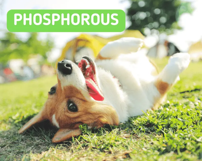 Phosphorous text and a dog laying down on the grass
