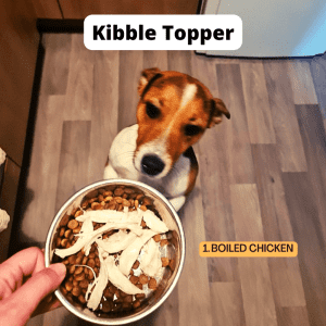A JRT dog reaching up to eat a bowl of kibble topped with fresh boiled chicken