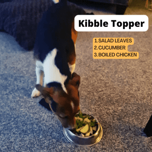 A dog eating a bowl of kibble topped with chicken, salad leaves and cucumber.