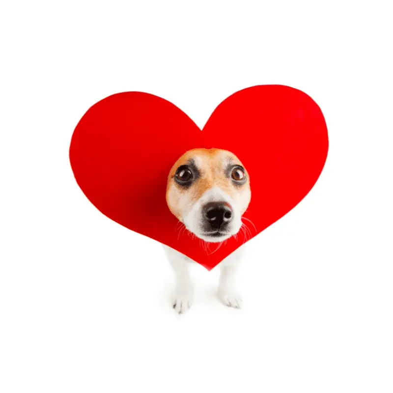 A JRT dog with a heart love around him