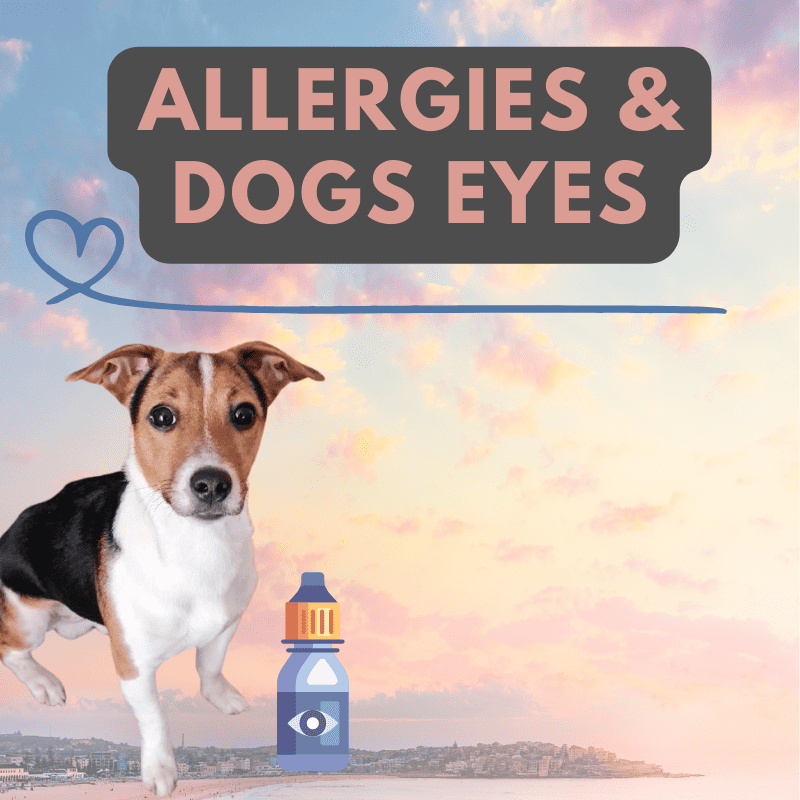 Can Dogs Use Human Eye Drops For Allergies? (What To Do Instead + Our Journey)