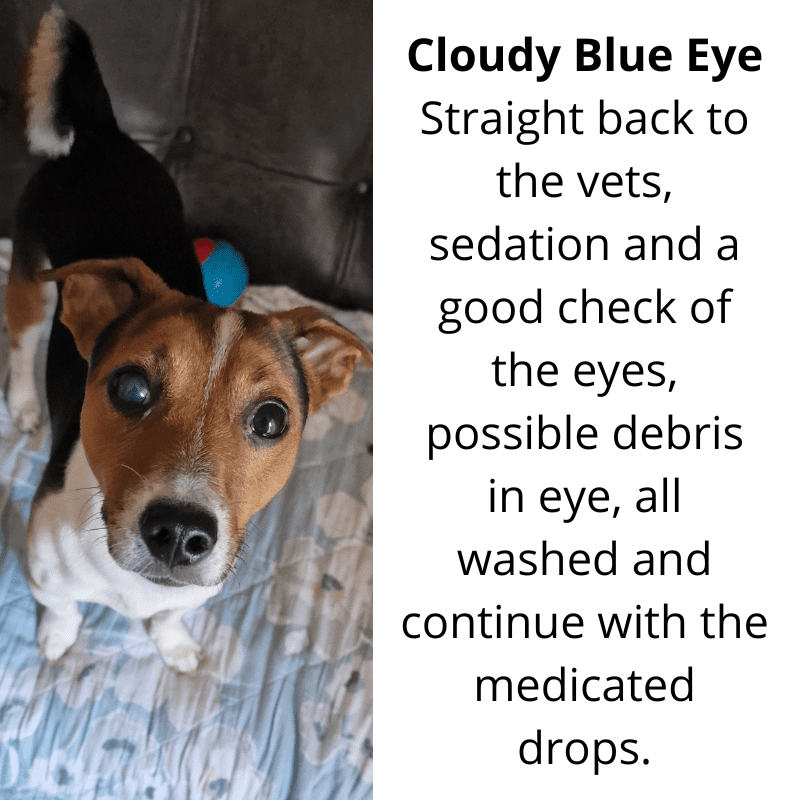 A dog with cloudy blue eye