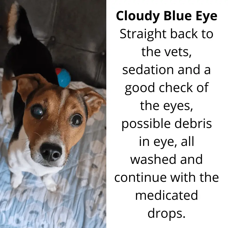 A dog with cloudy blue eye