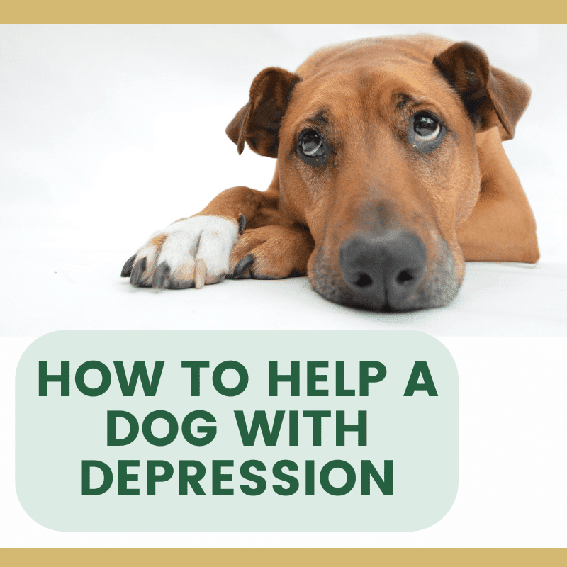 How to Support a Dog Struggling with Depression